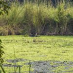 2024-10 - Népal - J11 - Parc National de Chitwan - 016